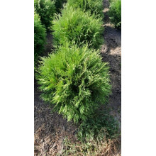Туя західна Вудварді | Туя западная Вудварди | Thuja occidentalis Woodwardii