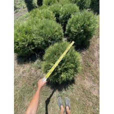 Туя західна Вудварді | Туя западная Вудварди | Thuja occidentalis Woodwardii