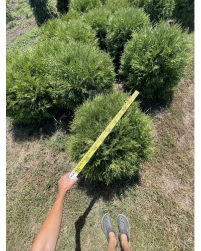 Туя західна Вудварді | Туя западная Вудварди | Thuja occidentalis Woodwardii