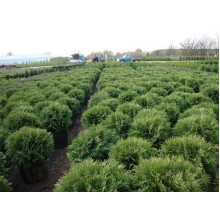 Туя західна Вудварді | Туя западная Вудварди | Thuja occidentalis Woodwardii