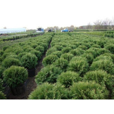 Туя західна Вудварді | Туя западная Вудварди | Thuja occidentalis Woodwardii