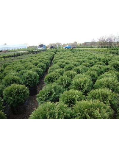 Туя західна Вудварді | Туя западная Вудварди | Thuja occidentalis Woodwardii