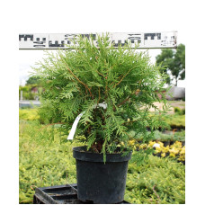 Туя західна Вудварді | Туя западная Вудварди | Thuja occidentalis Woodwardii