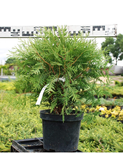 Туя західна Вудварді | Туя западная Вудварди | Thuja occidentalis Woodwardii