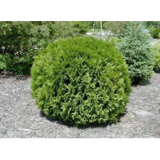 Туя західна Вудварді | Туя западная Вудварди | Thuja occidentalis Woodwardii