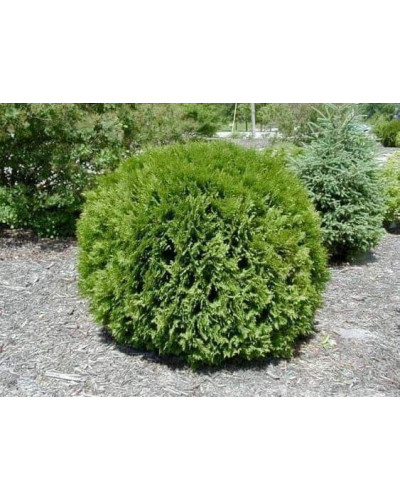 Туя західна Вудварді | Туя западная Вудварди | Thuja occidentalis Woodwardii