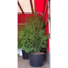 Туя західна Брабант | Туя западная Брабант | Thuja оccidentalis Brabant