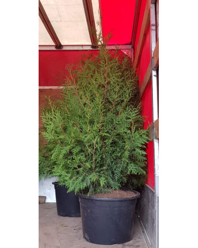 Туя західна Брабант | Туя западная Брабант | Thuja оccidentalis Brabant