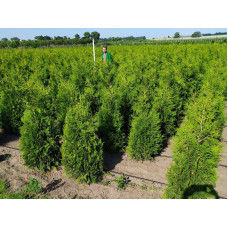 Туя західна Брабант | Туя западная Брабант | Thuja оccidentalis Brabant