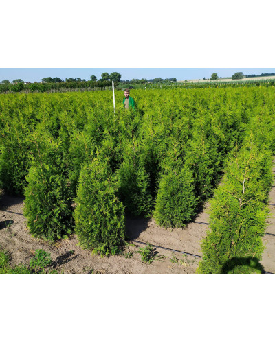 Туя західна Брабант | Туя западная Брабант | Thuja оccidentalis Brabant