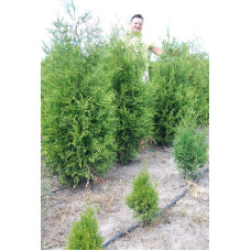 Туя західна Брабант | Туя западная Брабант | Thuja оccidentalis Brabant