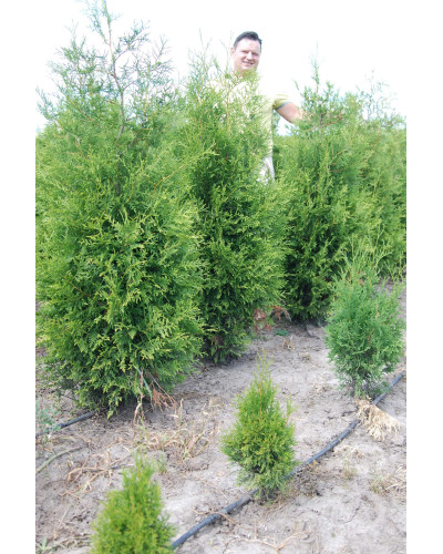 Туя західна Брабант | Туя западная Брабант | Thuja оccidentalis Brabant