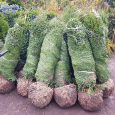 Туя західна Брабант | Туя западная Брабант | Thuja оccidentalis Brabant