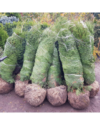 Туя західна Брабант | Туя западная Брабант | Thuja оccidentalis Brabant