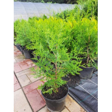 Туя західна Брабант | Туя западная Брабант | Thuja оccidentalis Brabant
