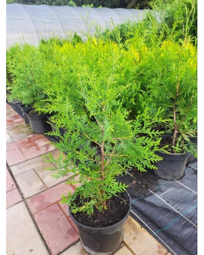 Туя західна Брабант | Туя западная Брабант | Thuja оccidentalis Brabant