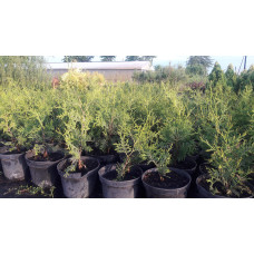 Туя західна Брабант | Туя западная Брабант | Thuja оccidentalis Brabant