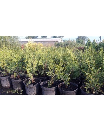 Туя західна Брабант | Туя западная Брабант | Thuja оccidentalis Brabant