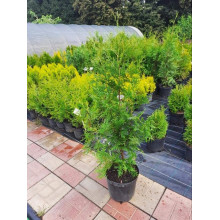 Туя західна Брабант | Туя западная Брабант | Thuja оccidentalis Brabant
