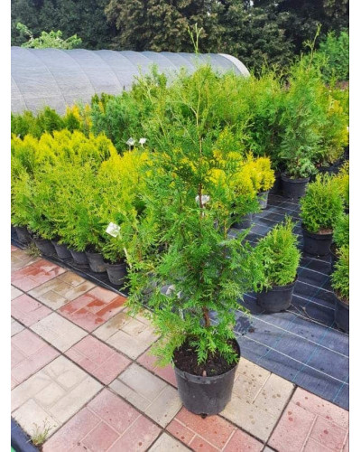 Туя західна Брабант | Туя западная Брабант | Thuja оccidentalis Brabant