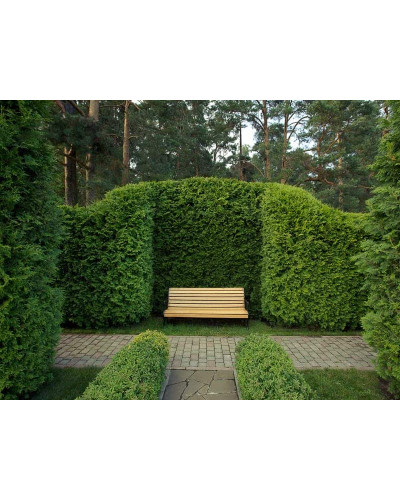 Туя західна Брабант | Туя западная Брабант | Thuja оccidentalis Brabant
