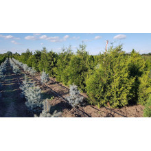 Туя західна Брабант | Туя западная Брабант | Thuja оccidentalis Brabant