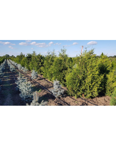 Туя західна Брабант | Туя западная Брабант | Thuja оccidentalis Brabant