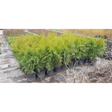 Туя західна Брабант | Туя западная Брабант | Thuja оccidentalis Brabant