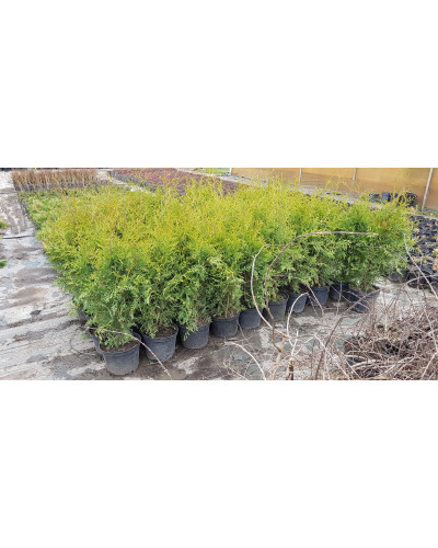 Туя західна Брабант | Туя западная Брабант | Thuja оccidentalis Brabant