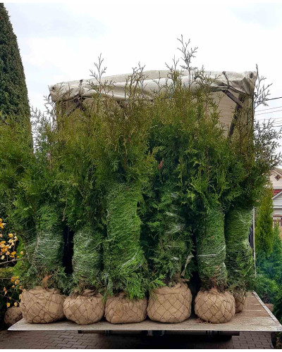 Туя західна Брабант | Туя западная Брабант | Thuja оccidentalis Brabant