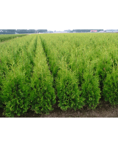 Туя західна Брабант | Туя западная Брабант | Thuja оccidentalis Brabant