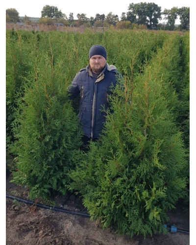 Туя західна Брабант | Туя западная Брабант | Thuja оccidentalis Brabant