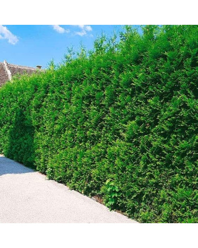 Туя західна Брабант | Туя западная Брабант | Thuja оccidentalis Brabant