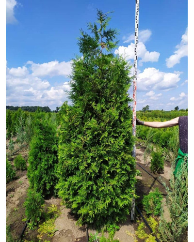 Туя західна Брабант | Туя западная Брабант | Thuja оccidentalis Brabant