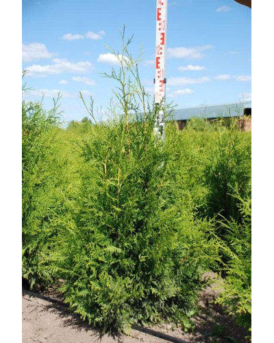 Туя західна Брабант | Туя западная Брабант | Thuja оccidentalis Brabant