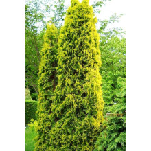 Туя західна Ауресценс | Туя западная Ауресценс | Thuja occidentalis Aurescens