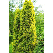 Туя західна Ауресценс | Туя западная Ауресценс | Thuja occidentalis Aurescens