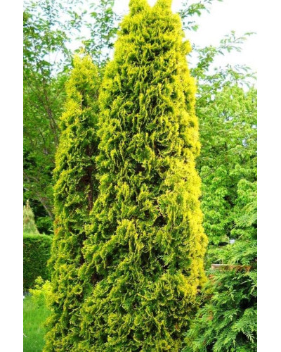 Туя західна Ауресценс | Туя западная Ауресценс | Thuja occidentalis Aurescens