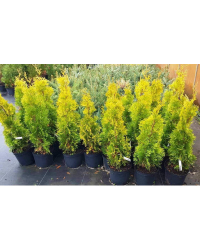 Туя західна Ауресценс | Туя западная Ауресценс | Thuja occidentalis Aurescens
