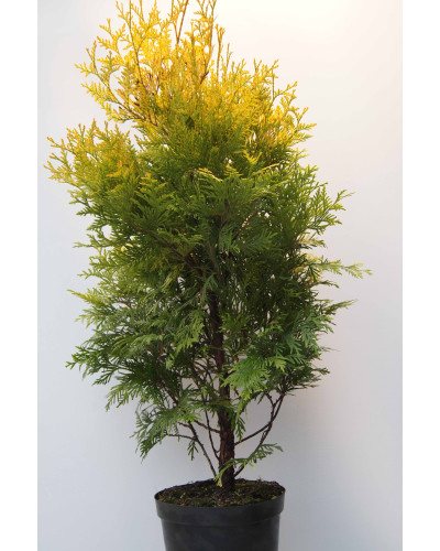 Туя західна Ауресценс | Туя западная Ауресценс | Thuja occidentalis Aurescens