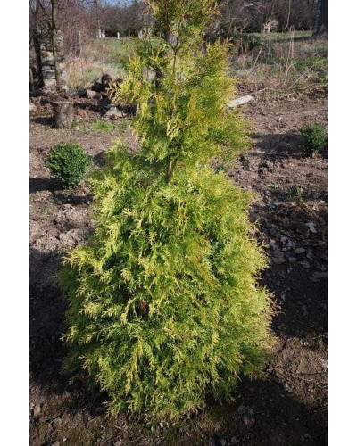 Туя західна Ауресценс | Туя западная Ауресценс | Thuja occidentalis Aurescens