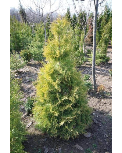 Туя західна Ауресценс | Туя западная Ауресценс | Thuja occidentalis Aurescens