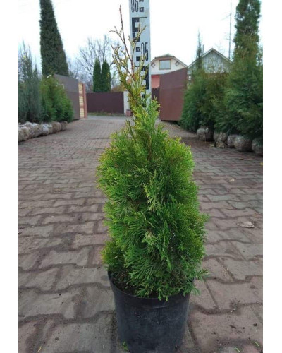 Туя західна Ауресценс | Туя западная Ауресценс | Thuja occidentalis Aurescens