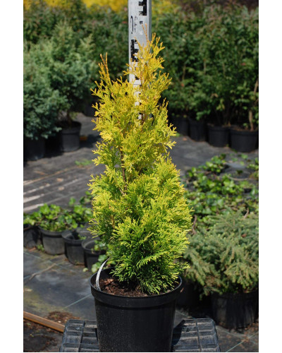 Туя західна Ауресценс | Туя западная Ауресценс | Thuja occidentalis Aurescens