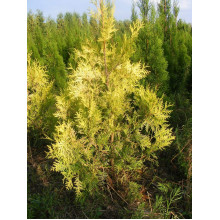 Туя західна Ауресценс | Туя западная Ауресценс | Thuja occidentalis Aurescens