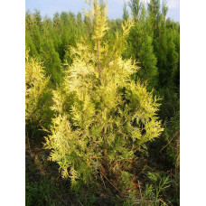 Туя західна Ауресценс | Туя западная Ауресценс | Thuja occidentalis Aurescens