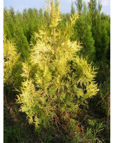 Туя західна Ауресценс | Туя западная Ауресценс | Thuja occidentalis Aurescens