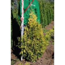 Туя західна Ауресценс | Туя западная Ауресценс | Thuja occidentalis Aurescens
