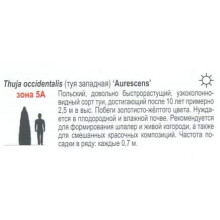 Туя західна Ауресценс | Туя западная Ауресценс | Thuja occidentalis Aurescens