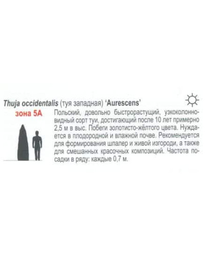 Туя західна Ауресценс | Туя западная Ауресценс | Thuja occidentalis Aurescens